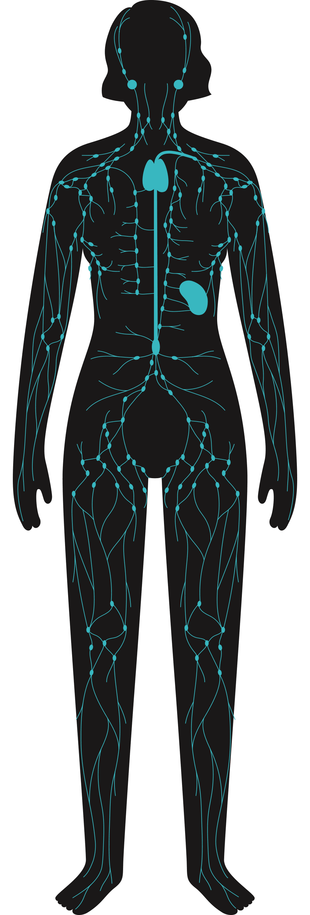 Dessin corps humain - service MCT Douleur chronique